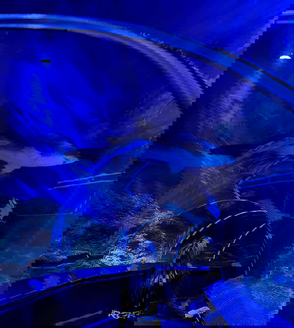 piper.jaylen piper.jaylen archive image