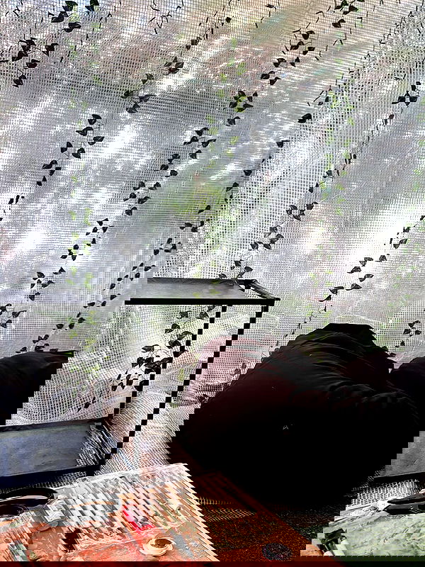 piper.jaylen piper.jaylen archive image