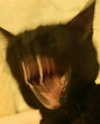 pixieonyxx Altpins Profile Picture
