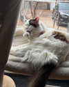 pixieonyxx Altpins Profile Picture
