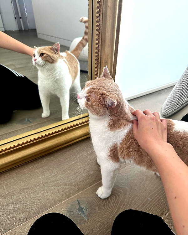pokimanelol instagram image archive image