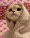 pokimanelol Altpins Profile Picture