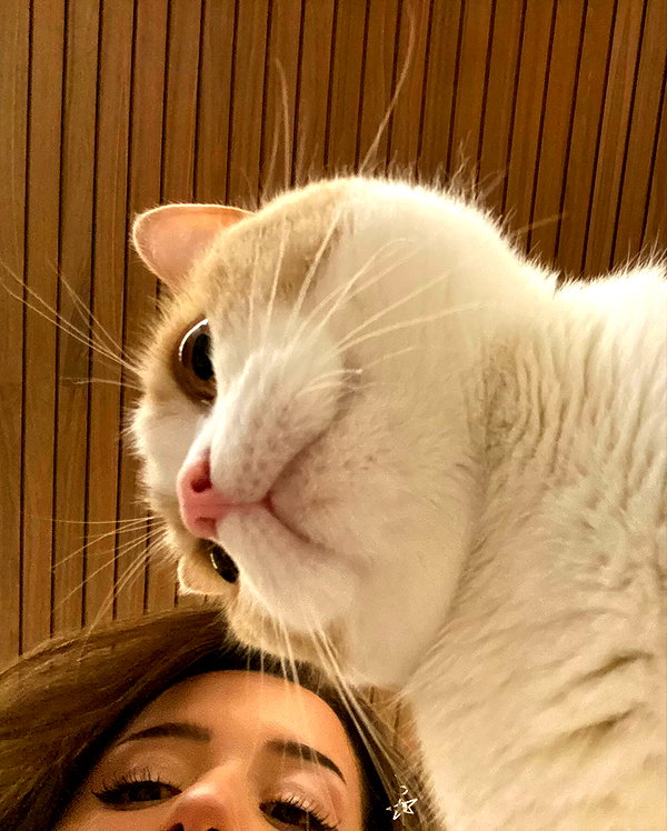pokimanelol instagram image archive image
