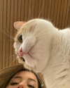 pokimanelol Altpins Profile Picture