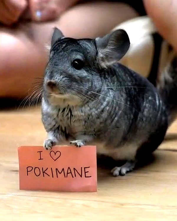 pokimanelol instagram image archive image