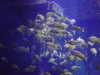 porcelainpixi Altpins Profile Picture