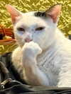 potato_godzilla Altpins Profile Picture