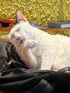 potato_godzilla Altpins Profile Picture