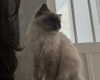 protheme Altpins Profile Picture