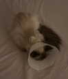 protheme Altpins Profile Picture