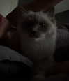 protheme Altpins Profile Picture
