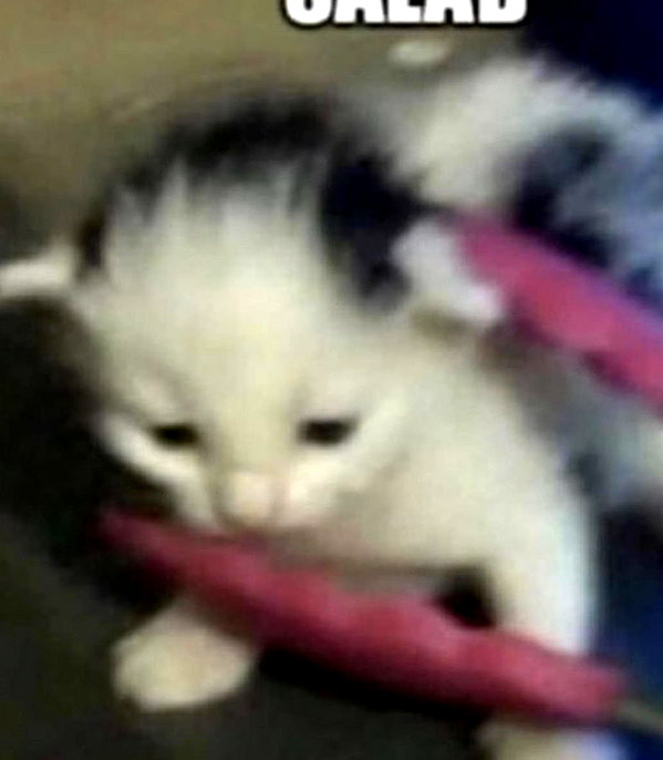 puppiwii instagram image archive image