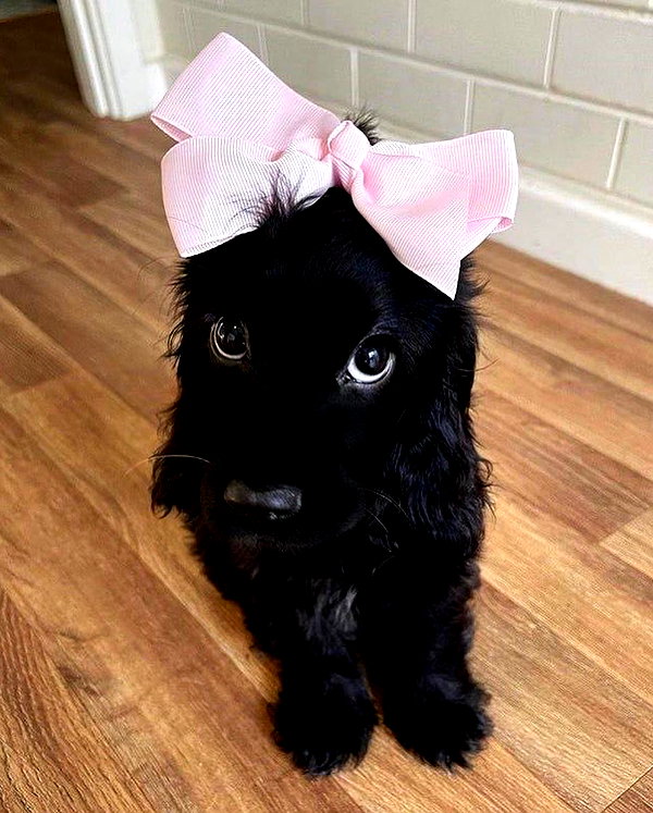 puppiwii instagram image archive image