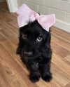 puppiwii Altpins Profile Picture