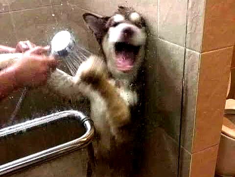 puppiwii instagram image archive image