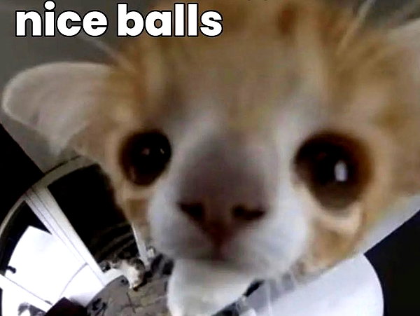 puppiwii instagram image archive image