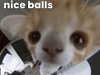 puppiwii Altpins Profile Picture