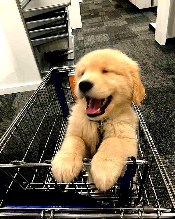 puppiwii instagram image archive image