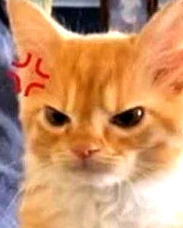 puppiwii instagram image archive image