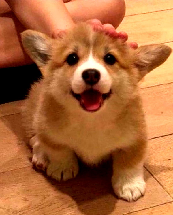 puppiwii instagram image archive image