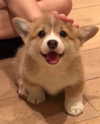 puppiwii Altpins Profile Picture