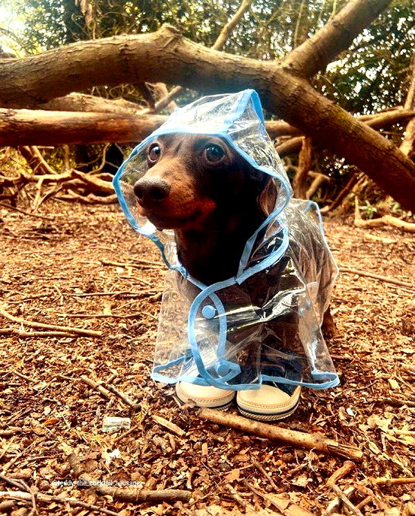 puppiwii instagram image archive image