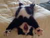 puppiwii Altpins Profile Picture