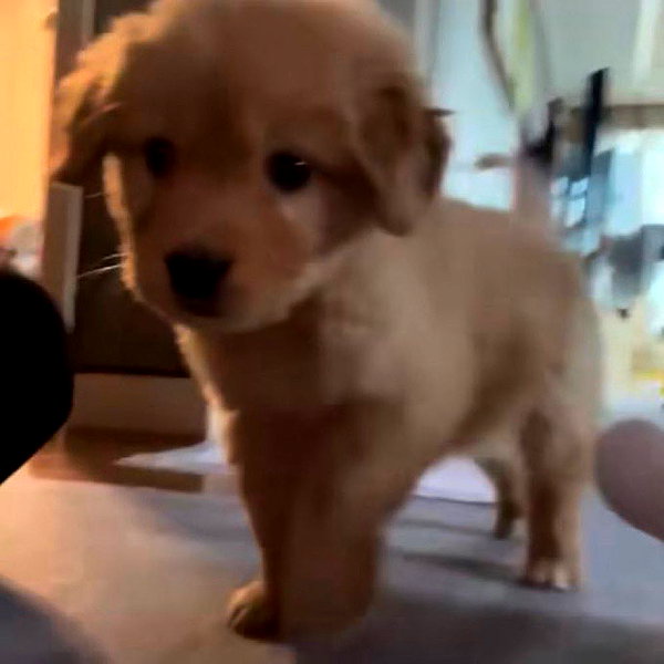 puppiwii instagram image archive image