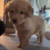 puppiwii Altpins Profile Picture