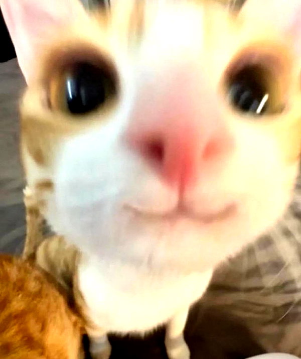 puppiwii instagram image archive image