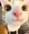 puppiwii Altpins Profile Picture