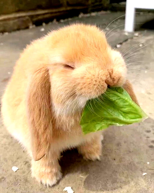 puppiwii instagram image archive image