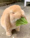 puppiwii Altpins Profile Picture