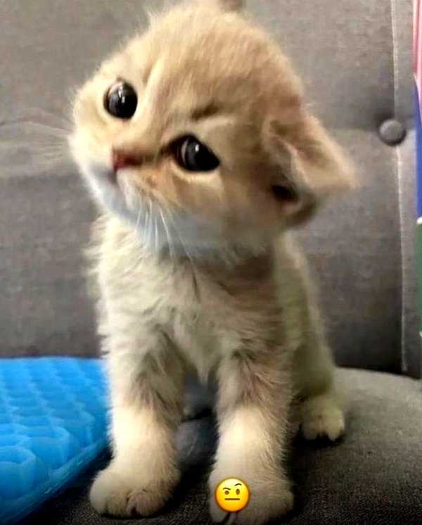 puppiwii instagram image archive image