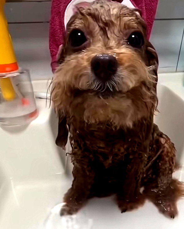 puppiwii instagram image archive image