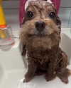 puppiwii Altpins Profile Picture