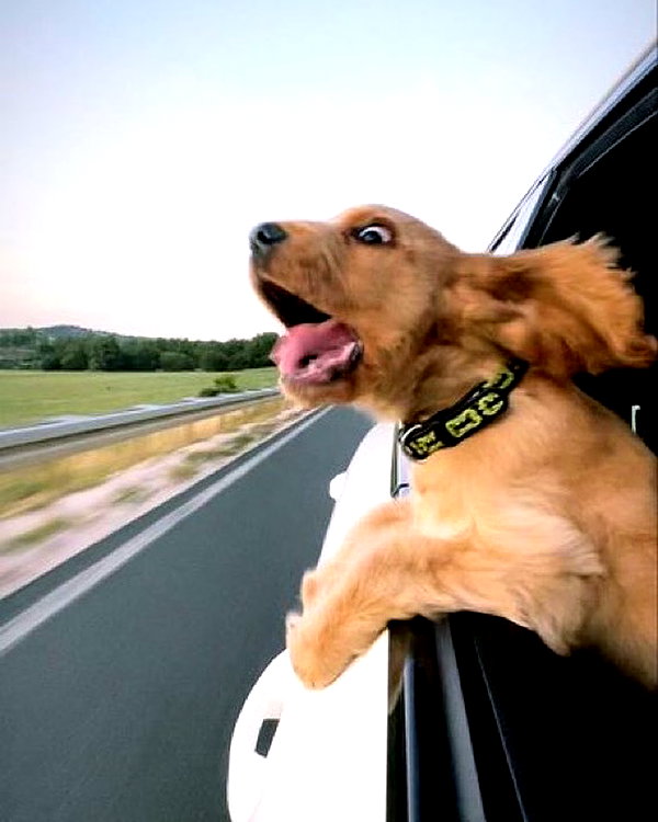 puppiwii instagram image archive image