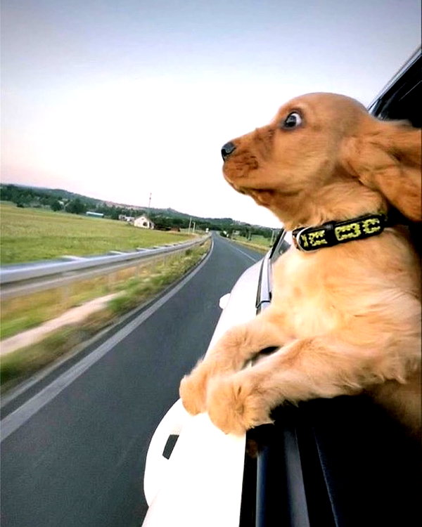 puppiwii instagram image archive image