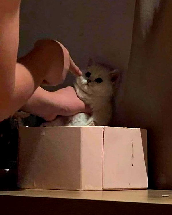 puppiwii instagram image archive image