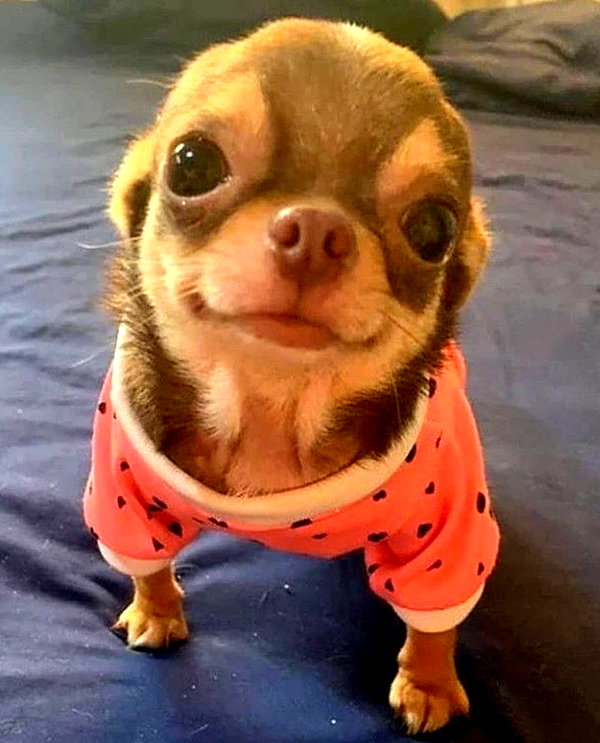 puppiwii instagram image archive image