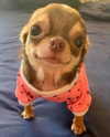 puppiwii Altpins Profile Picture