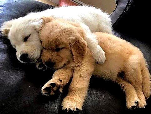 puppiwii instagram image archive image