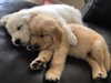 puppiwii Altpins Profile Picture