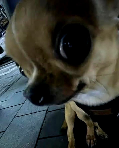 puppiwii instagram image archive image