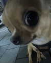 puppiwii Altpins Profile Picture