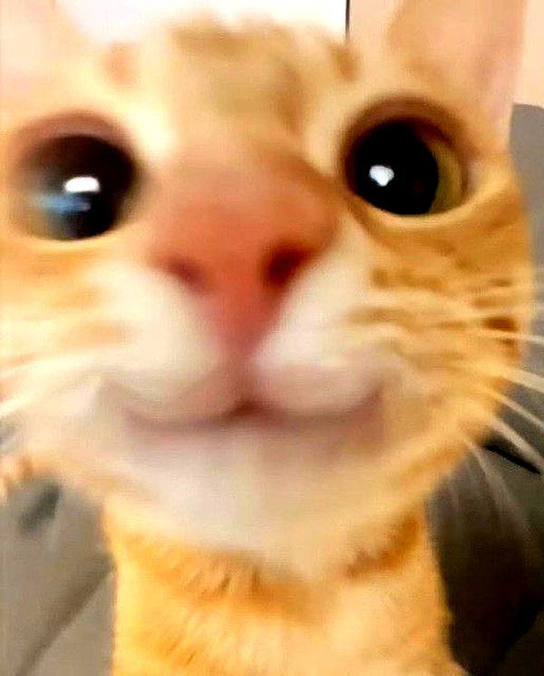 puppiwii instagram image archive image