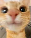 puppiwii Altpins Profile Picture