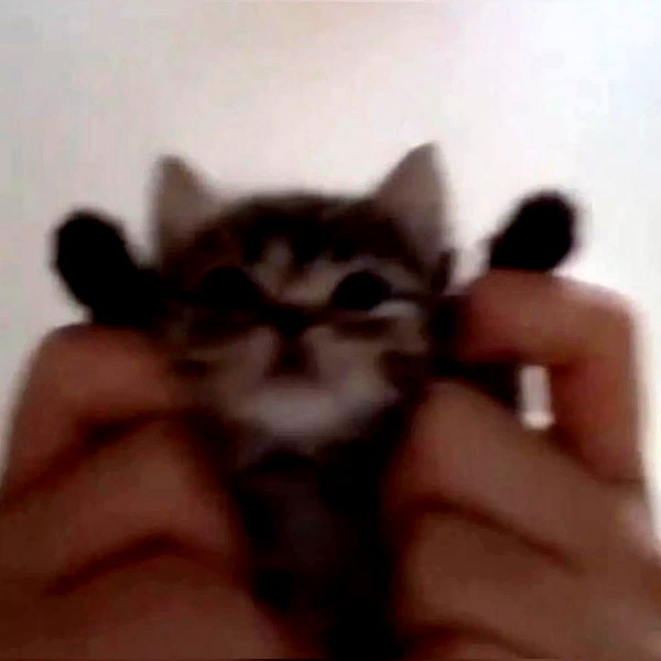 puppiwii instagram image archive image