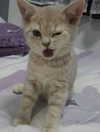 puppiwii Altpins Profile Picture