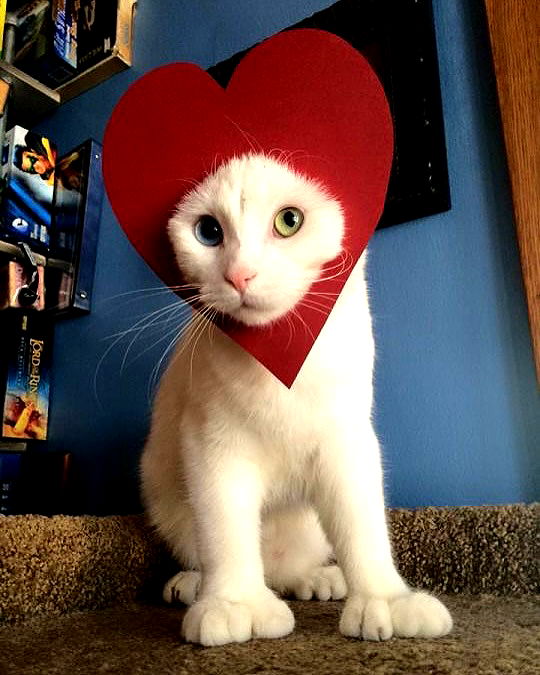 purrrik purrrik archive image